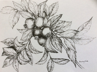 Dorothy, Leaves and Berries.JPG